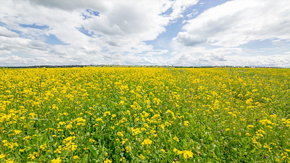 Yellow Oilseed Rape Flowers in the Field 799 Yellow Oilseed Rape Flowers in the Field 799