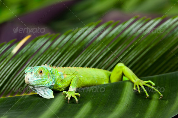 Lizard, iguana (Misc) Photo Download