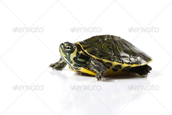 Baby Turtle (Misc) Photo Download