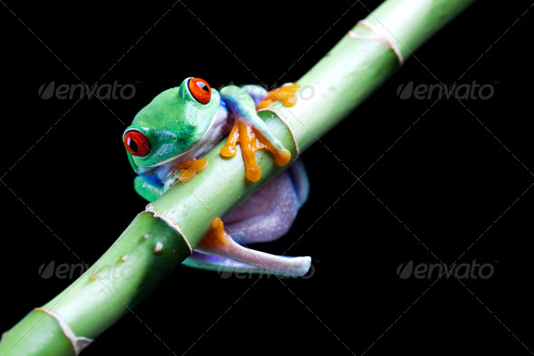 The photo of the red eyed tree frog (Misc) Photo Download