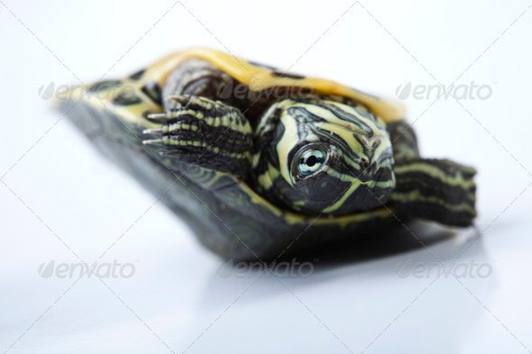 Turtle walking in front of a white background (Misc) Photo Download