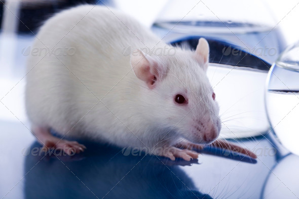 Rat (Misc) Photo Download