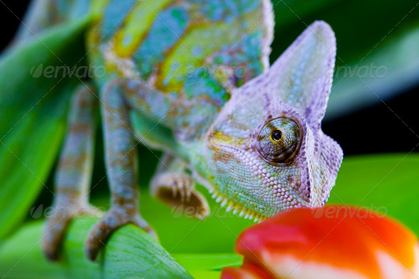 Chameleon and flower (Misc) Photo Download