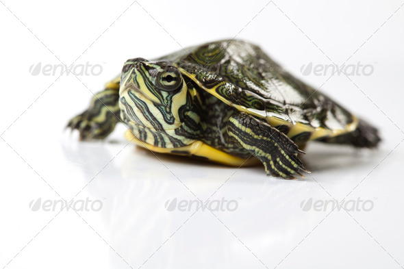 Nice Turtle isolated on white (Misc) Photo Download