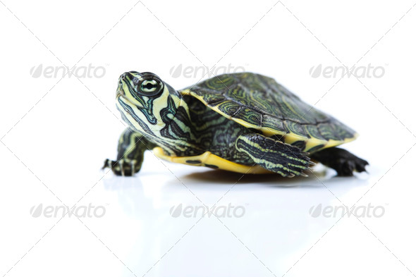 Nice Turtle isolated on white (Misc) Photo Download