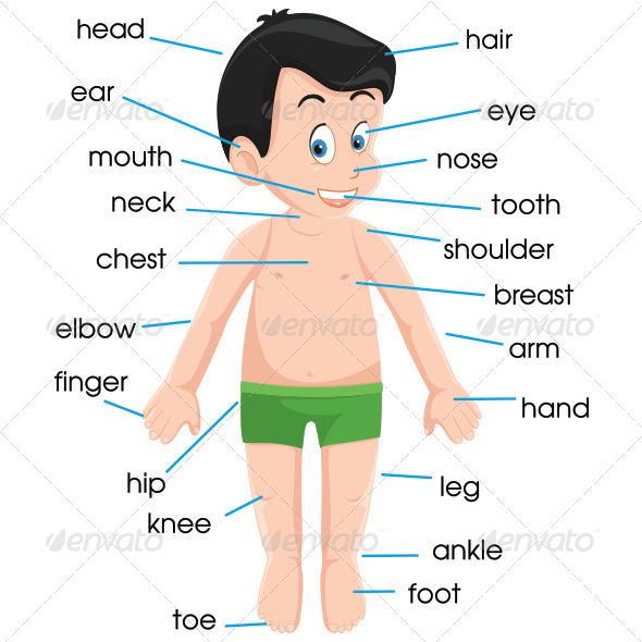 GraphicRiver Human Anatomy Illustration 8103602 GraphicRiver Human Anatomy Illustration 8103602