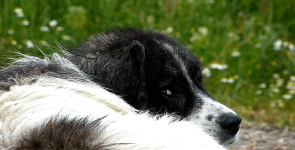 Dog 2 Dog 2