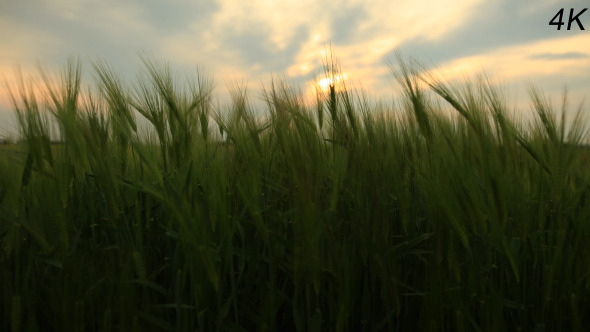 Wheat Field Caressed By Wind Wheat Field Caressed By Wind