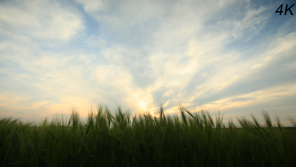 Green Wheat Field Waves Moved By Spring Wind Green Wheat Field Waves Moved By Spring Wind