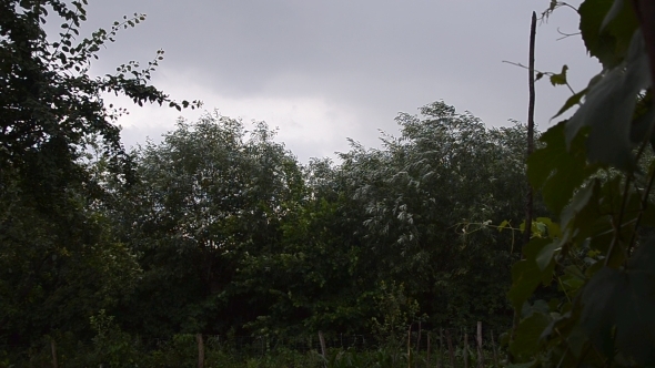 Summer Storm with Wind and Rain 01 Summer Storm with Wind and Rain 01