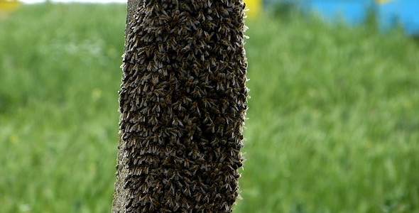 Swarm of Bees 1 Swarm of Bees 1