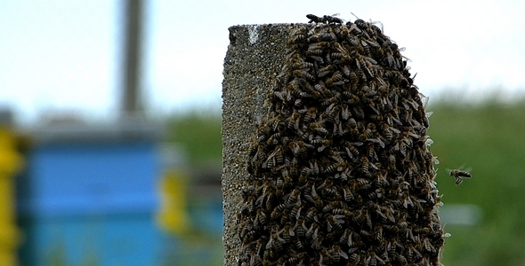 Swarm of Bees 5 Swarm of Bees 5