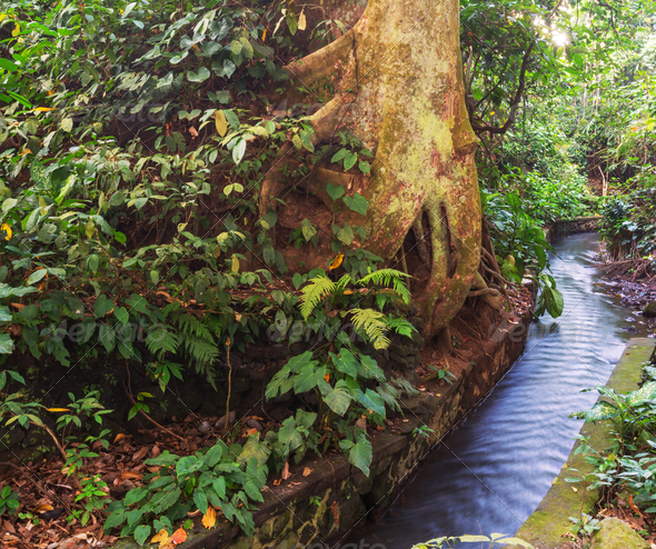 Forest in Ubud (Misc) Photo Download