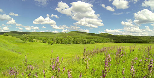 Green Meadow Green Meadow