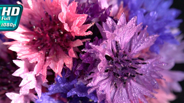 Wildflowers in the Dew Wildflowers in the Dew
