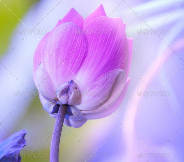 Lotus (Misc) Photo Download