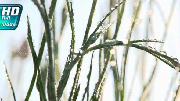 Blades of Grass in Raindrops Blades of Grass in Raindrops