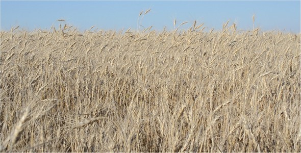 Wheat 5 Wheat 5
