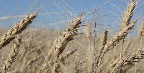 Wheat 8 Wheat 8