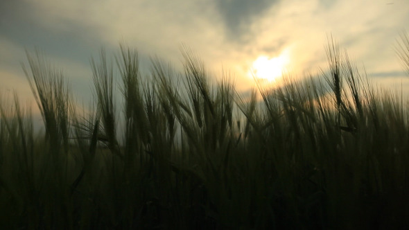 Green Wheat Field On Wind With Blue Sky Green Wheat Field On Wind With Blue Sky