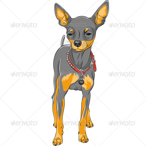 GraphicRiver Chihuahua Breed 8157334 GraphicRiver Chihuahua Breed 8157334