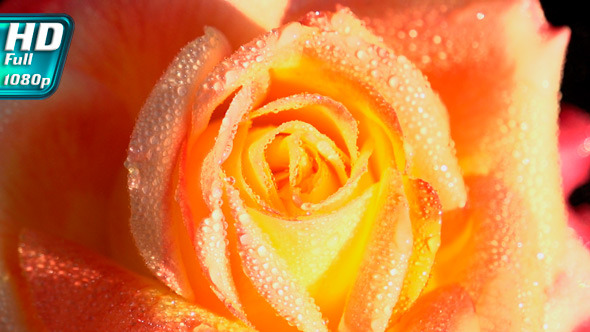Orange Rose in Dewdrops Orange Rose in Dewdrops