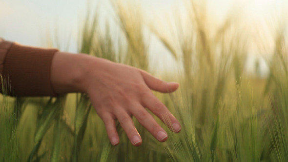Woman Hand Touching Wheat During Spring Woman Hand Touching Wheat During Spring