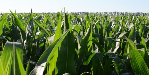 Corn 3 Corn 3
