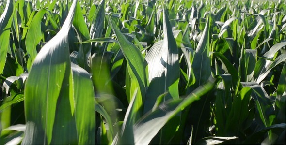 Corn 4 Corn 4