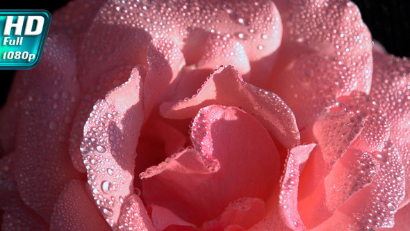 Light Pink Rose in Dewdrop Light Pink Rose in Dewdrop
