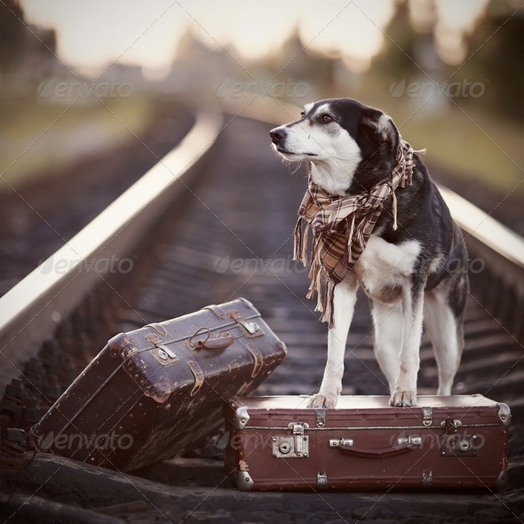 Dog on rails with suitcases.