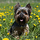 Little Dog in Green Field Little Dog in Green Field - VideoHive Item for Sale