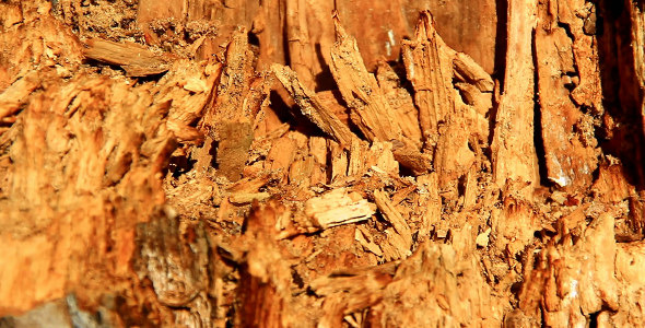Ant Shelter Ant Shelter