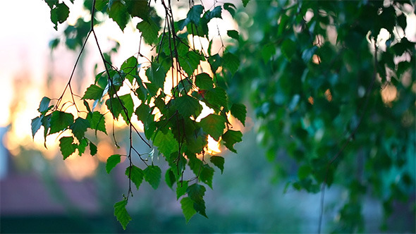 Sunset Sunset