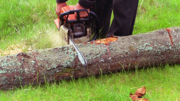 Cut Chainsaw Cut Chainsaw