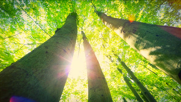 Sunny Green Trees Sunny Green Trees