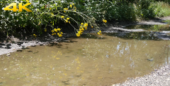 Pool of Water and Plantlets Pool of Water and Plantlets