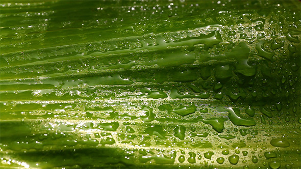 Green Leaf In Nature 4 Green Leaf In Nature 4