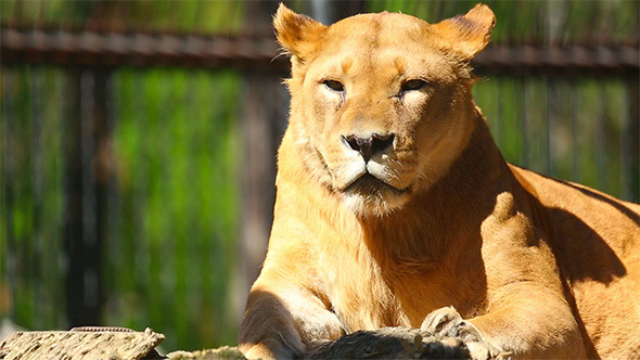 Lioness Lioness