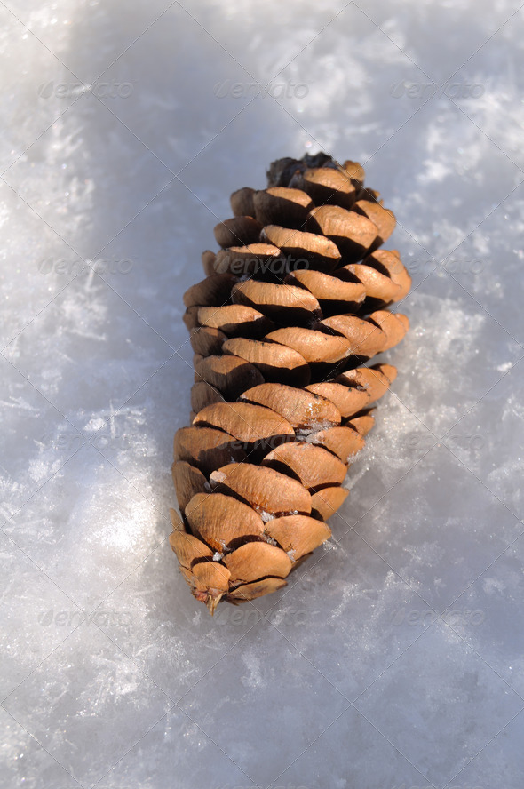 Pine Cone in the Snow