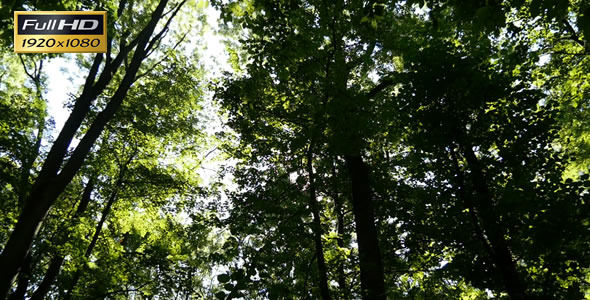 Forest on a Sunny Day 1 Forest on a Sunny Day 1
