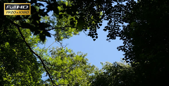 Forest on a Sunny Day 8 Forest on a Sunny Day 8
