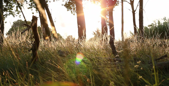 Sunset Forest Sunset Forest