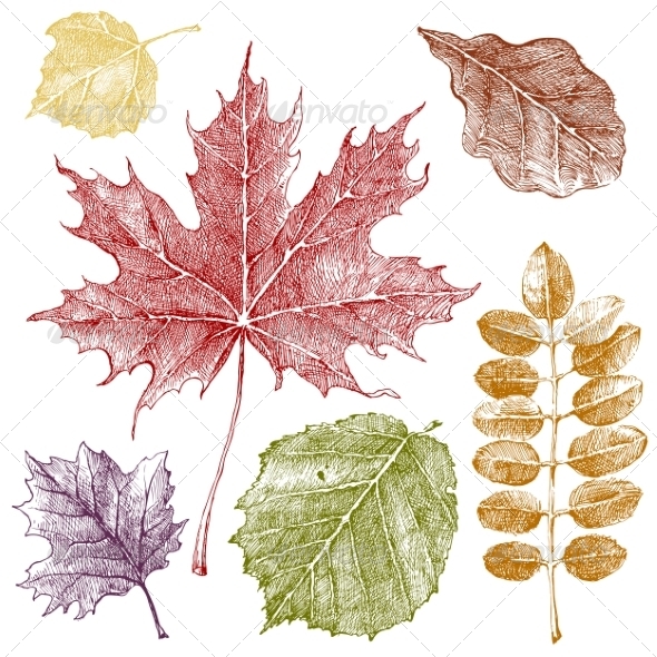 GraphicRiver Autumn Leaves 8197133 GraphicRiver Autumn Leaves 8197133