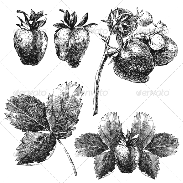 GraphicRiver Hand Drawn Strawberry Set 8197158 GraphicRiver Hand Drawn Strawberry Set 8197158