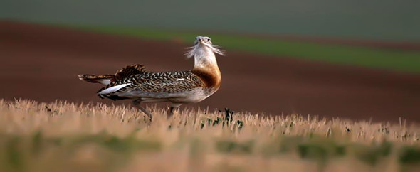 kurdmm1
