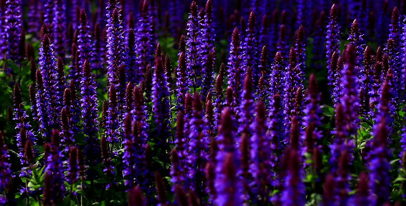 Purple Flowers Purple Flowers