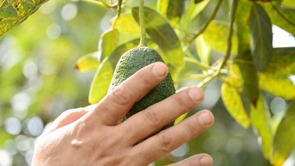 Collecting Avocado Fruit Collecting Avocado Fruit