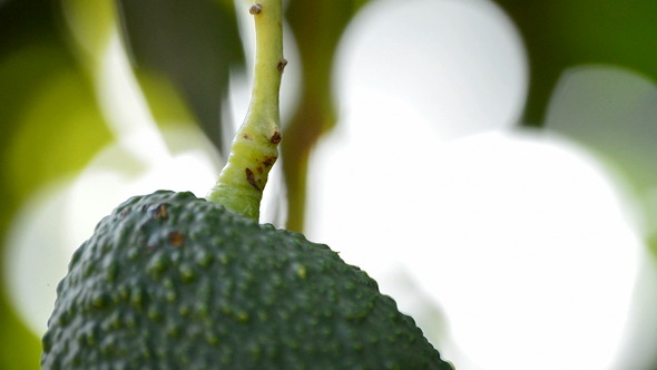 Avocado Hass Hanging in Tree Avocado Hass Hanging in Tree