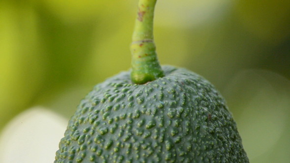 Hass Avocados Hanging Hass Avocados Hanging